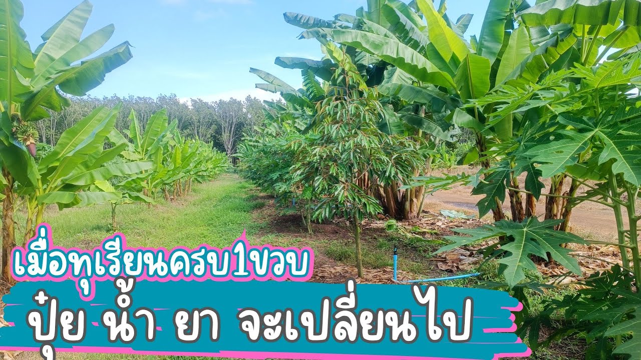 ทุเรียนอายุครบ1ขวบ การดูแลรักษาจะเปลี่ยนไป การให้ปุ๋ย น้ำ ยา ก็เปลี่ยนไป
