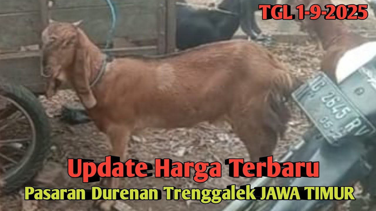UPDATE HARGA TERBARU PASARAN DURENAN TRENGGALEK JAWA TIMUR