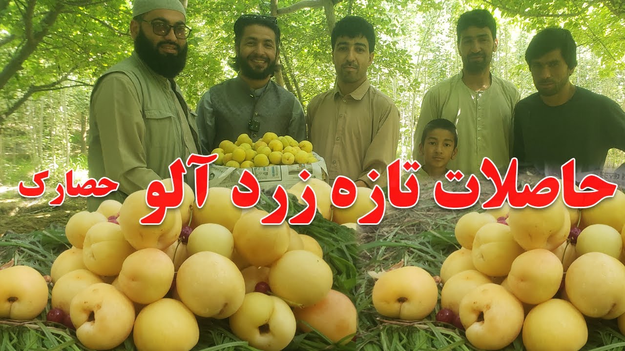 گزارش حیات‌الله، زردآو، حصارک، توت، فصل میوه، چکر، باغ، زنده‌گی در روستا، جمعه | Balkh