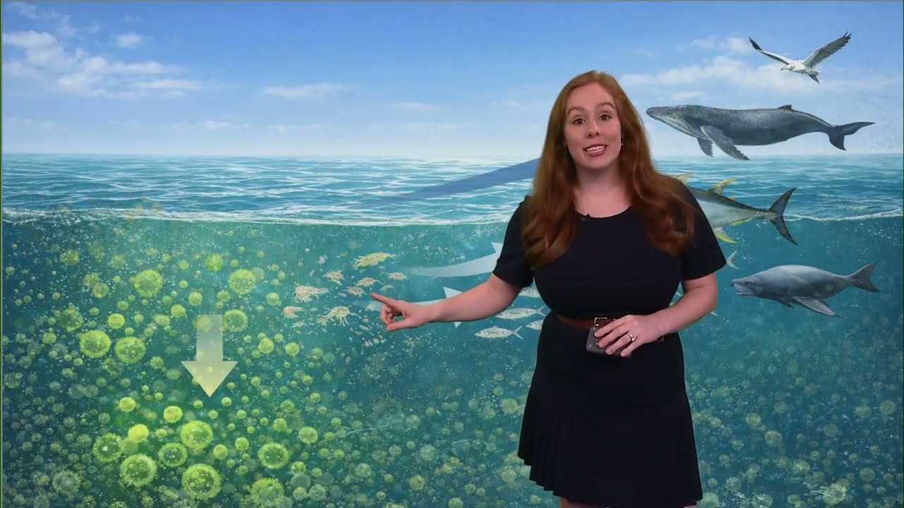 Saharan Dust Explained: Hurricanes, Sunsets & Even Whales