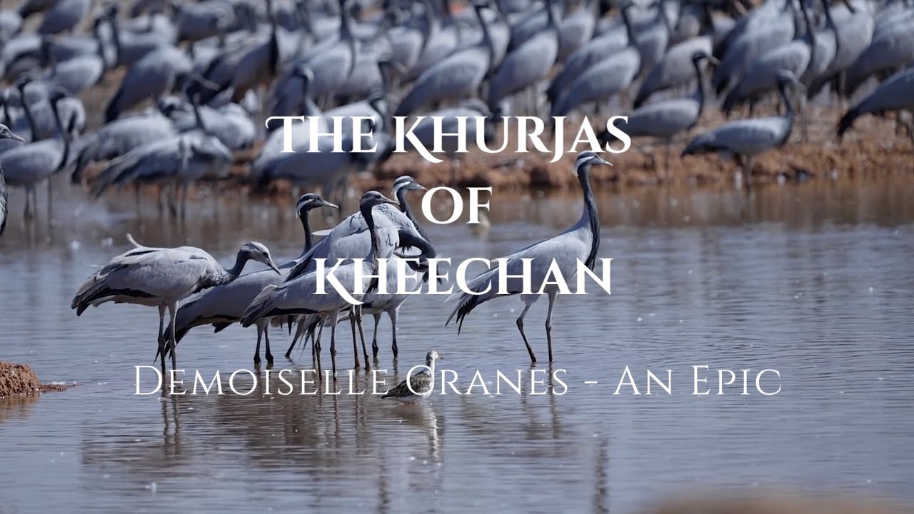 The Khurjas of Kheechan, Demoiselle Cranes - An Epic