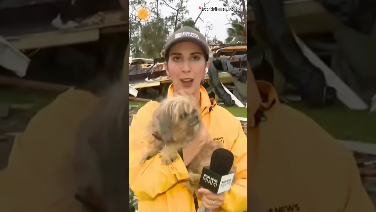 Dog found in debris after Hurricane Milton swept through Florida community #shorts