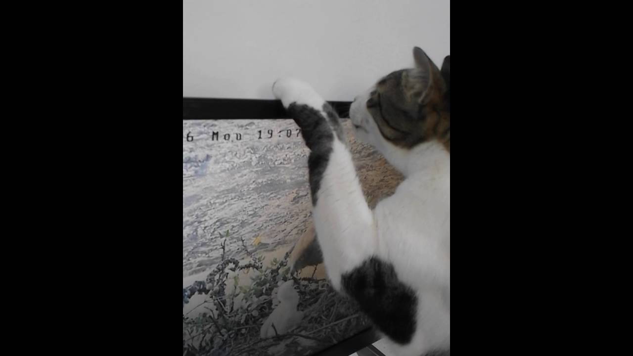 frustrated cat trying to catch a bird on screen