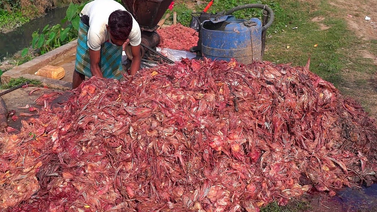 Hybrid Magur Fish Eating Chicken Waste | Catfish Farming Business | হাইব্রিড মাগুর
