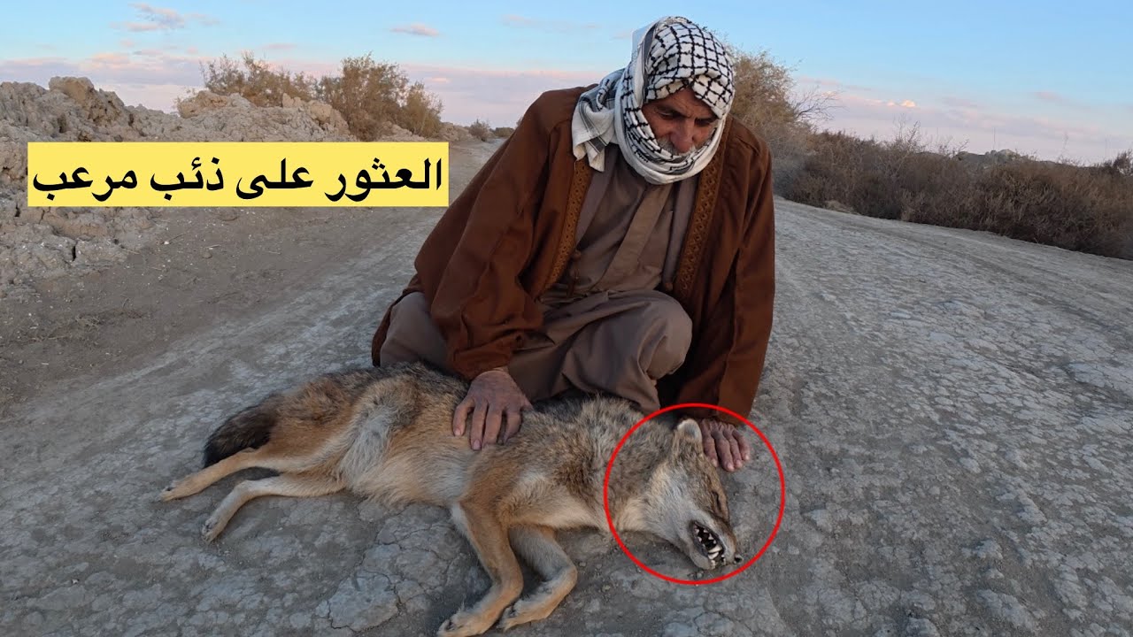 العثور على ذئب كبير ومرعب له نأب طويله في إحدى القرى العراقية 🤯 