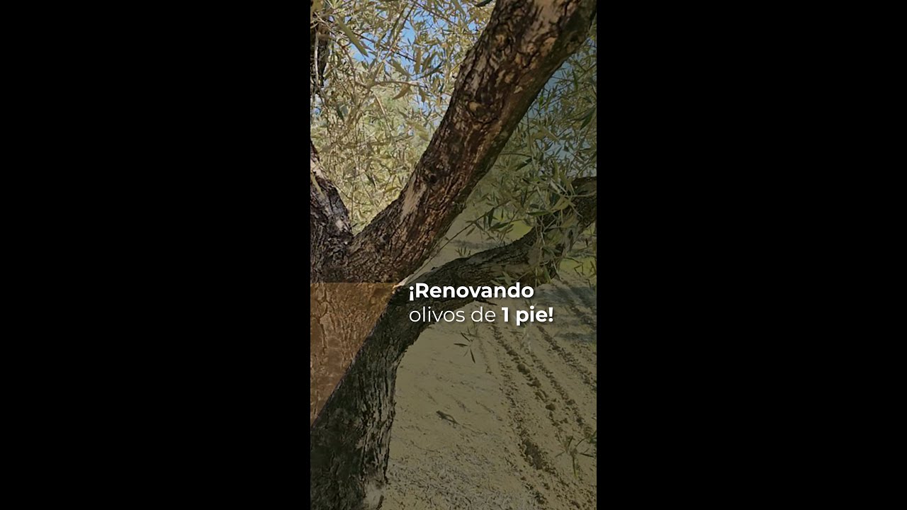 ¡Renovando olivos de 1 pie!