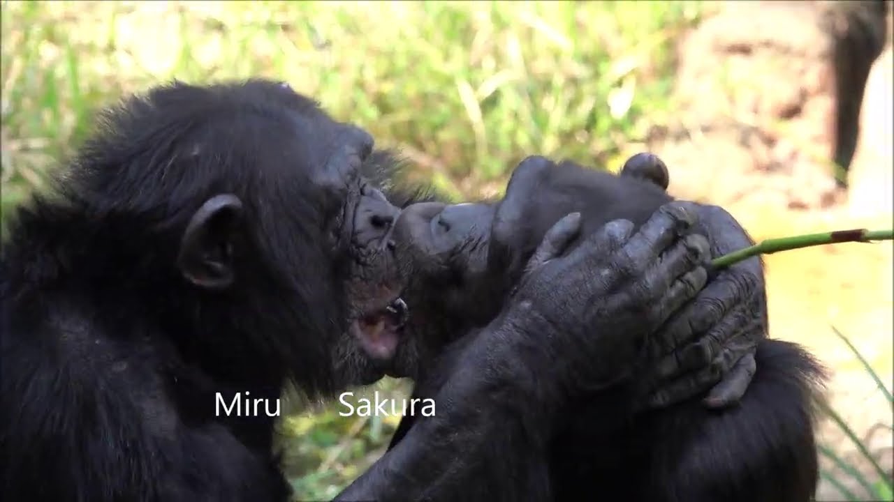 Oct 2020 Tama zoo chimps, Sakura in estrus