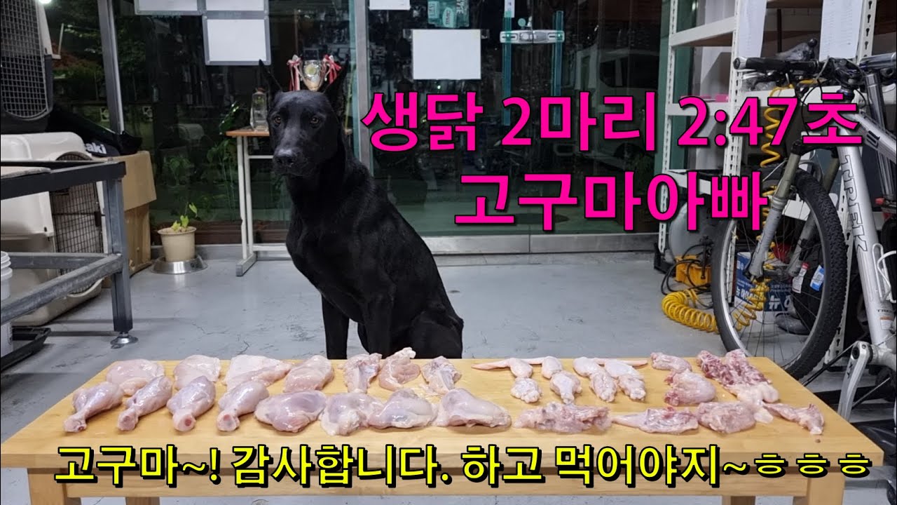 생닭 2마리 먹방 대형견 케니스팬서 케니스팬더 표범개 신의손 고구마아빠 canis panther