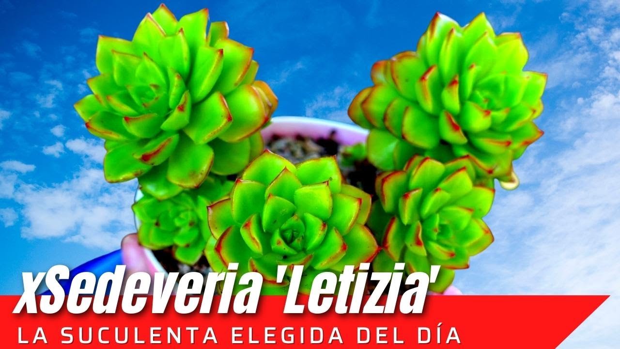 xSedeveria 'Letizia' #LaSuculentaElegidaDelDía