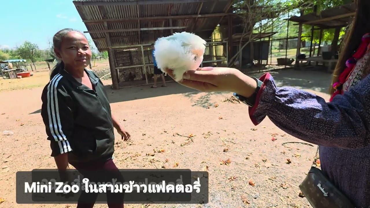 สามข้าวแฟคตอรี่ มีดีกว่าที่เราคิด 🤠 ก็คือ #ศูนย์การเรียนรู้ปศุสัตว์ #minizoo #อุดรธานี 