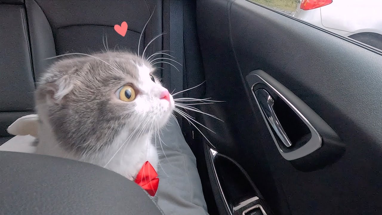 집 밖이 궁금한 호기심 많은 귀여운 고양이