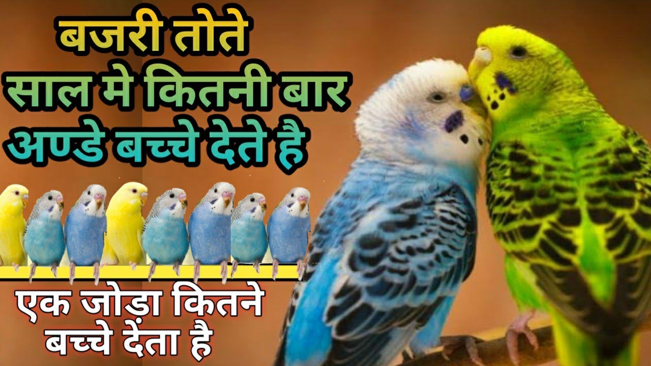 बजरी तोते एक साल मे कितनी बार अण्डे बच्चे देते है और एक जोड़ा कितने बच्चे देता है?