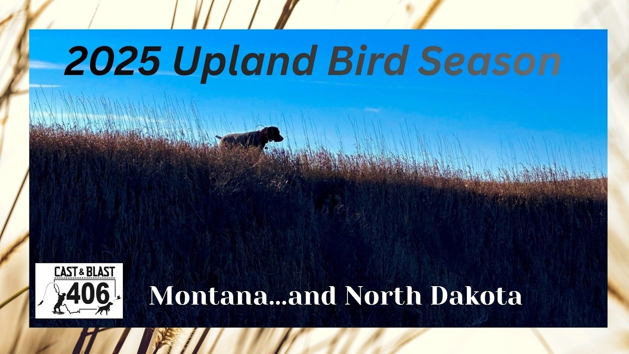 2025 Montana and North Dakota Upland Bird Hunting Video