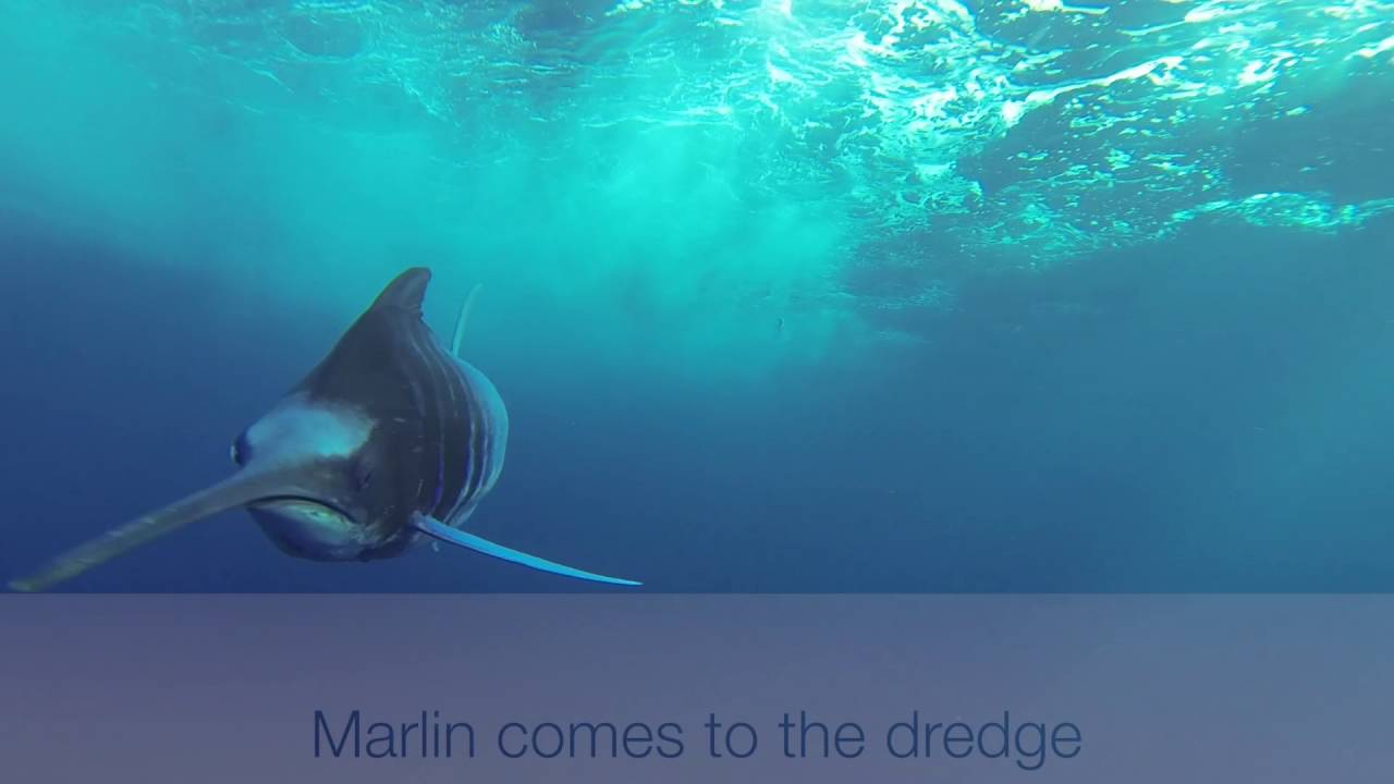A 650+ Marlin on the dredge with TrollPro