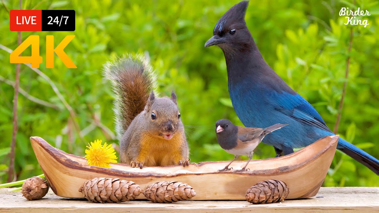 🔴 24/7 LIVE: Cat TV for Cats to Watch 😺 Beautiful Birds and Squirrels 4K Cat Games