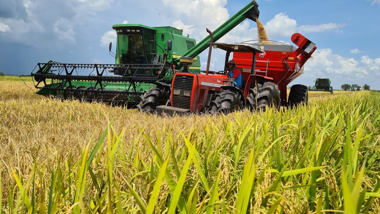 🌾começamos a colheita do arroz🌾  colhedeiras 1175 e 7500 no pega💪🙏
