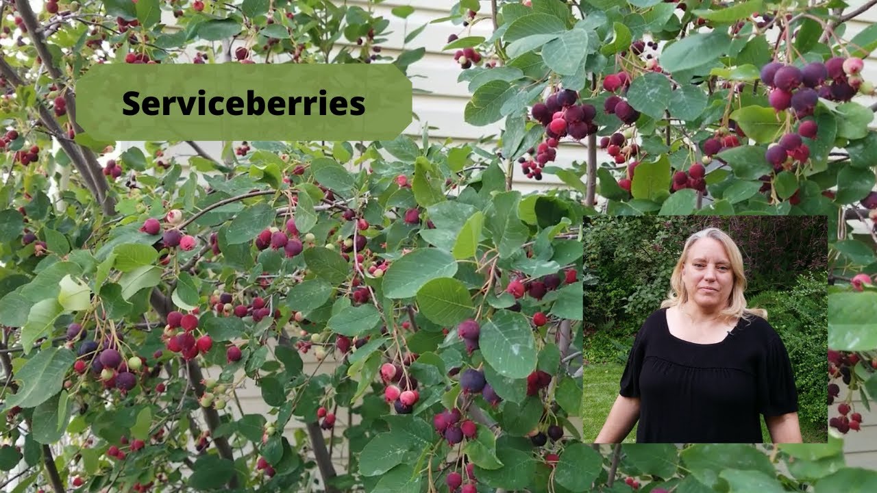 How to Grow and Care for Serviceberries