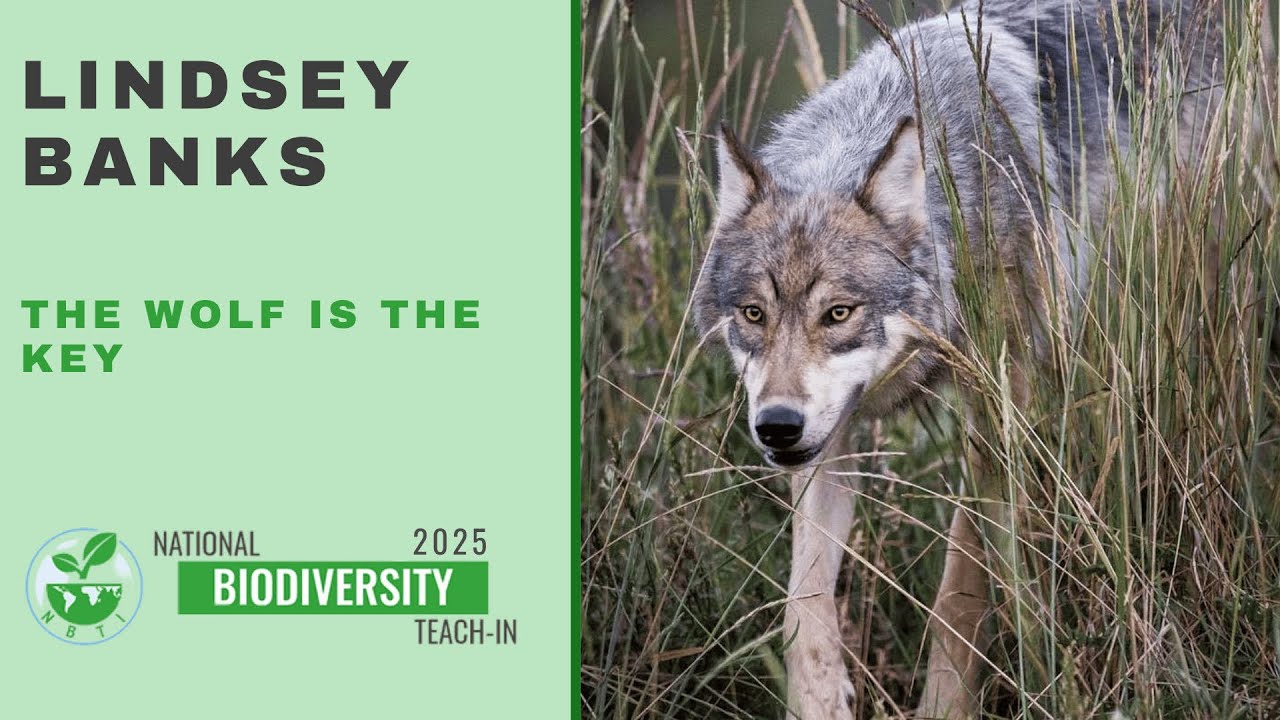 Lindsey Banks The wolf is KEY