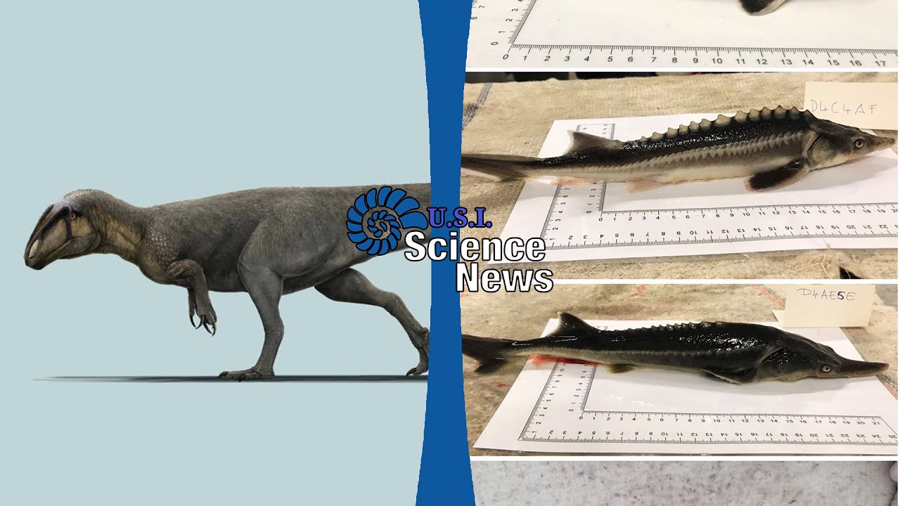 3 Nuove Specie di Dinosauri e Ibridi tra Storioni e Pesci Spatola | Science News