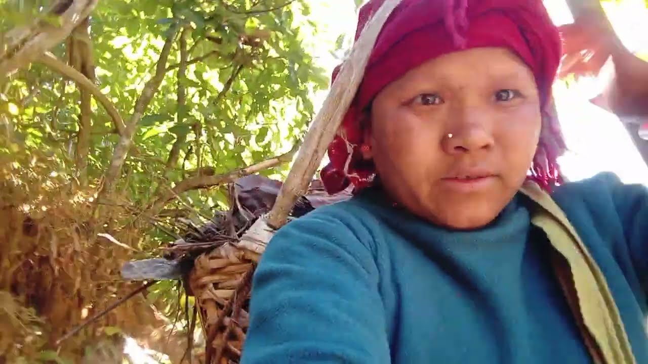 हामी मल बाेकदैछाै सिजन चलि सकयाे गाउले जीवन 