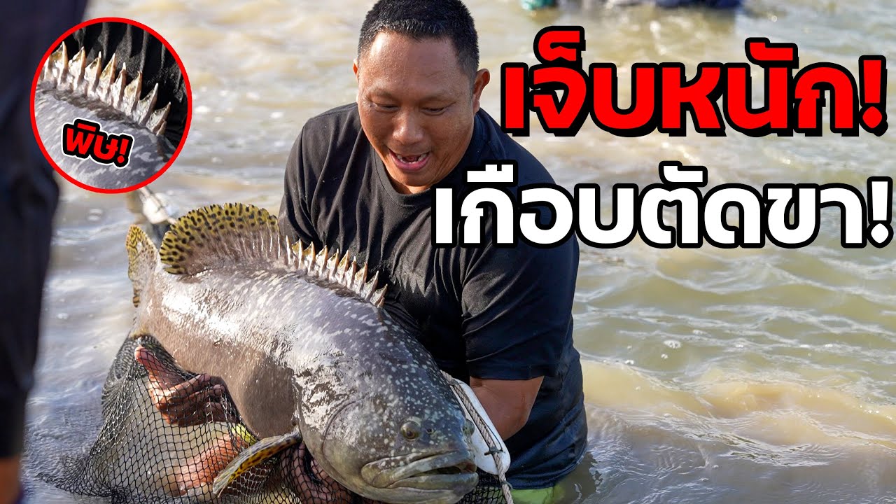 พามาฟาร์มเก๋ายักษ์!!  โดนแทงขา!? เกือบตาย!?