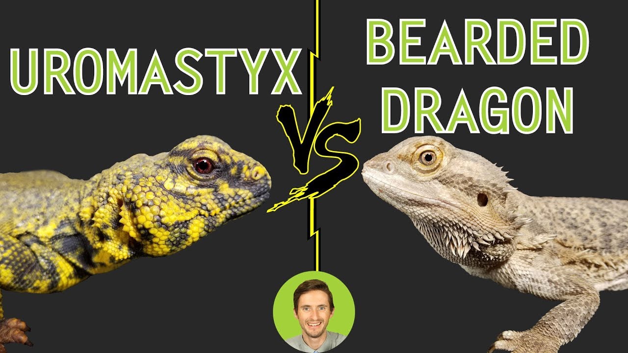 Uromastyx kontra brodata agama &ndash; pojedynek bezpośredni
