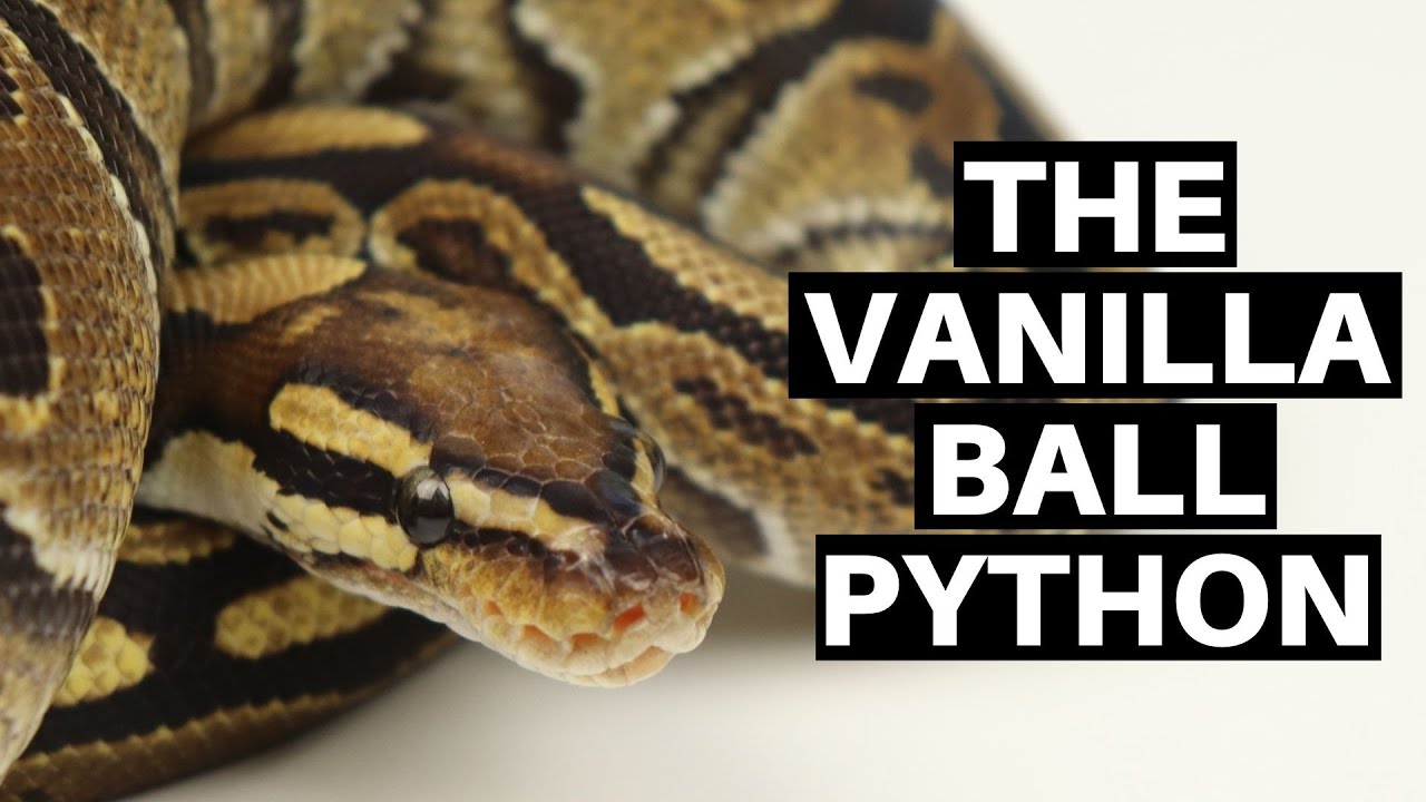 Morph Guide #14: The Vanilla Ball Python - Benjamin's Exotics