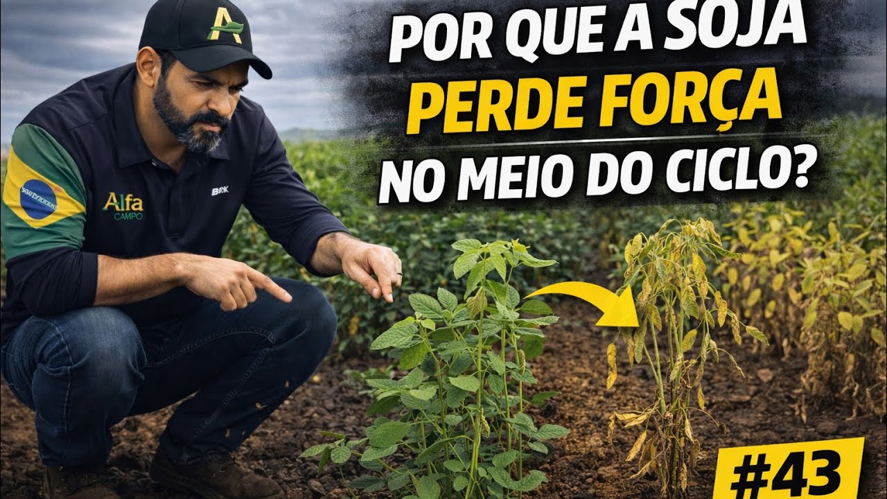 Por que a soja perde força no meio do ciclo ? #43