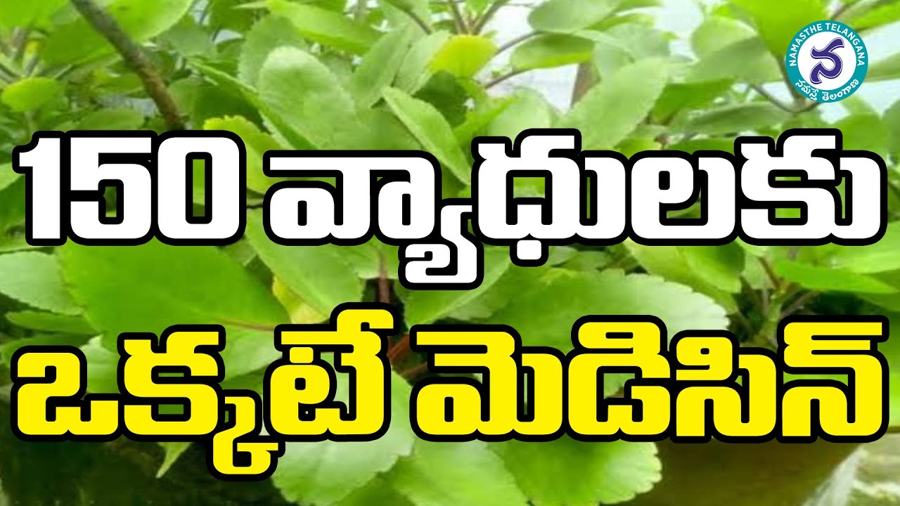 Amazing Health Benefits of Ranapala Plant || Ranapala Plant Uses in Telugu || Kidney Stone Live
