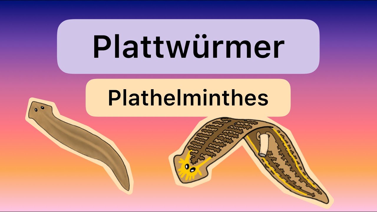 Plattwürmer (Plathelminthes)