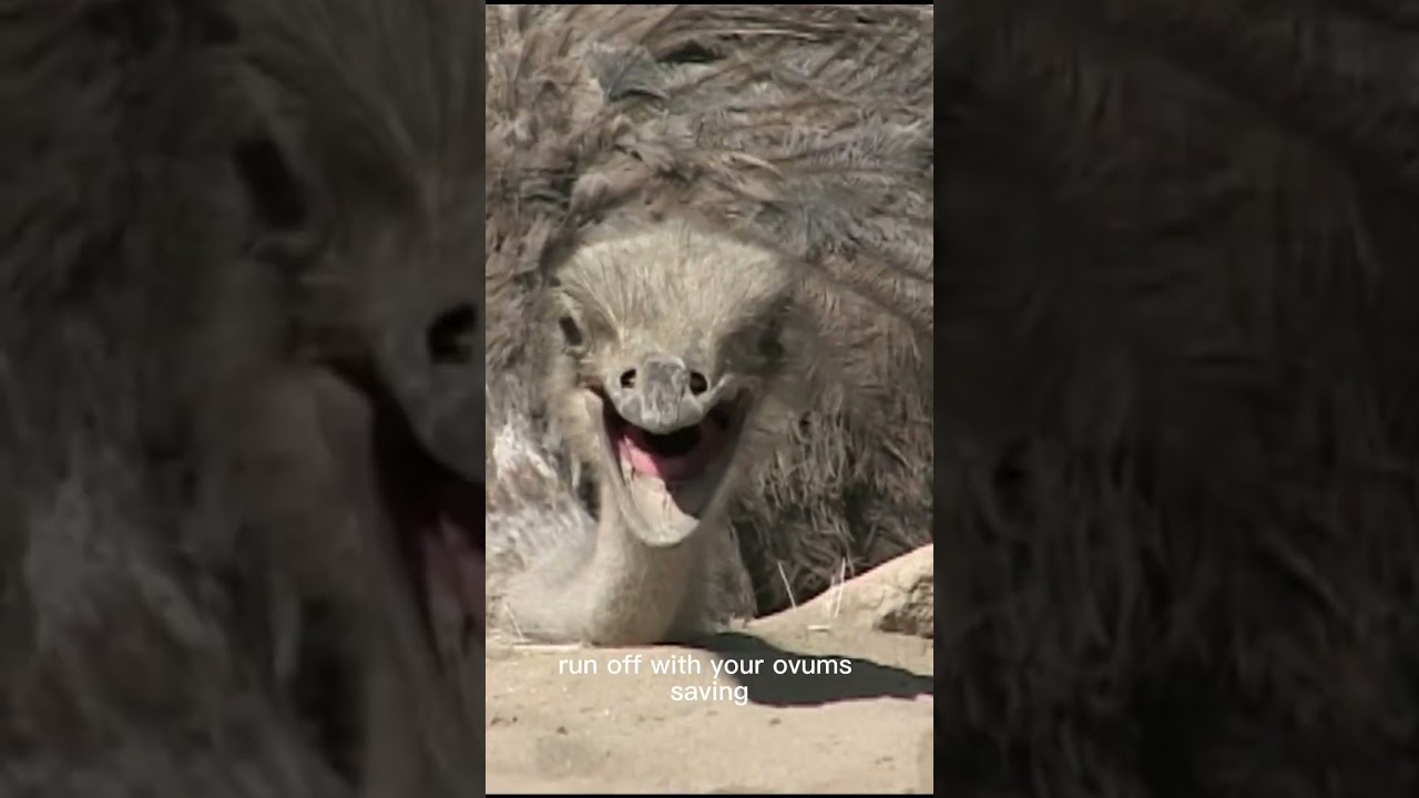 Mike Rowe steals ostrich eggs 😱🐣 #hardwork #nature #farm #dirty #crazy #animals #funny #work
