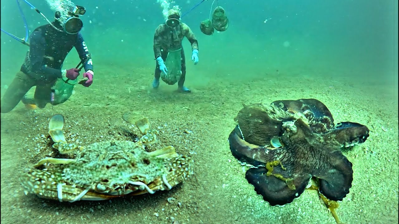 Diving at a depth of 20 meters, discovered many octopuses, snails and crabs.