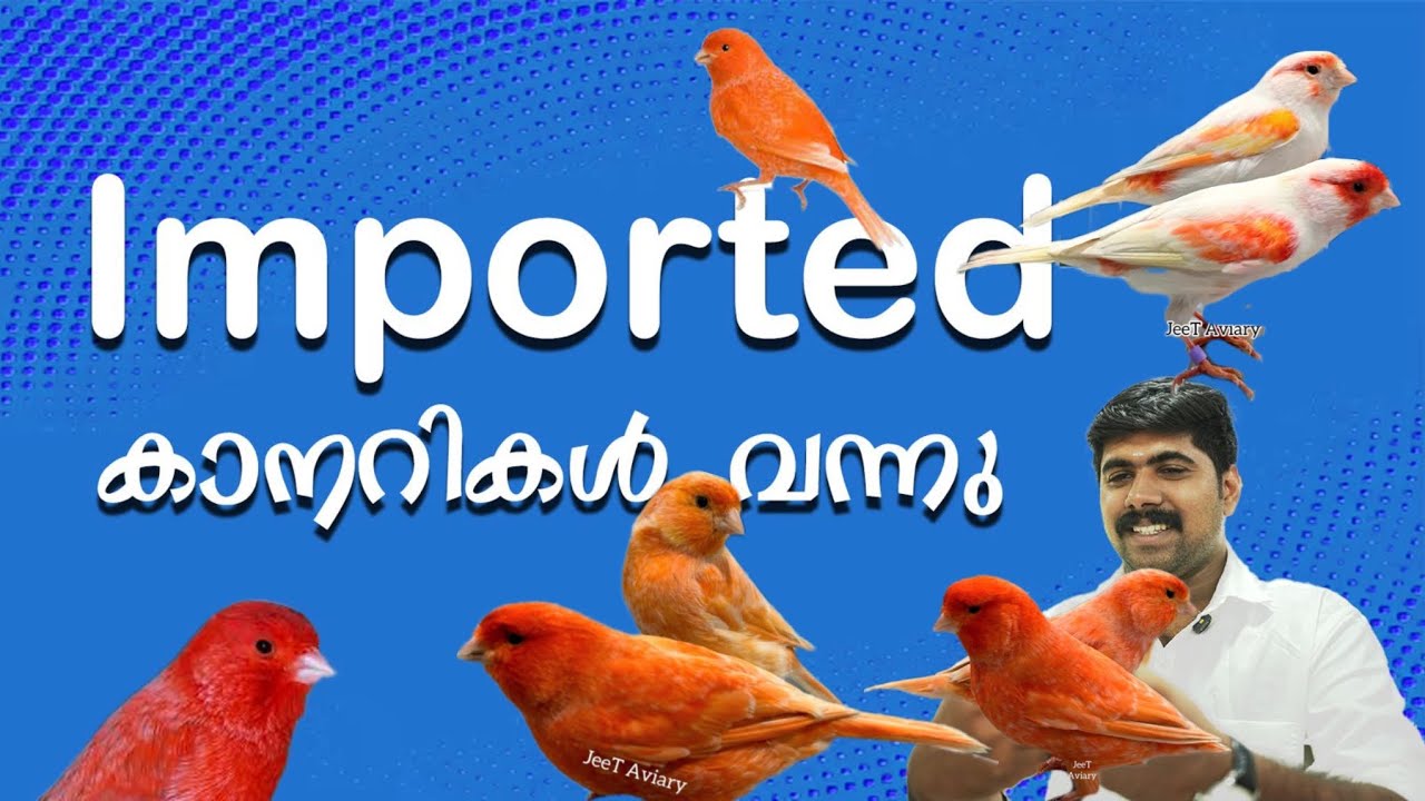 Heavy Size Imported Hyper Red Canarys🔥❤️ നമ്മൾ കൊണ്ടുവന്നുട്ട #canarybirds #canary #exoticfinches