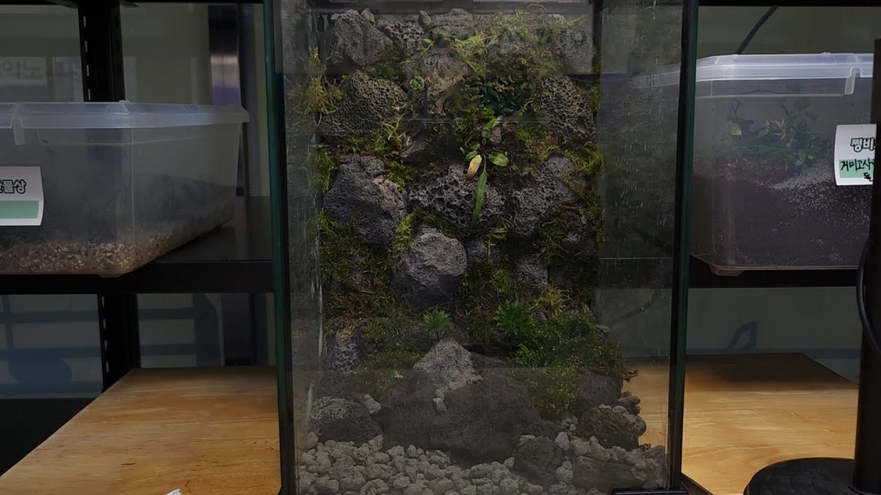 #5 Jeju Island concept moss terrarium