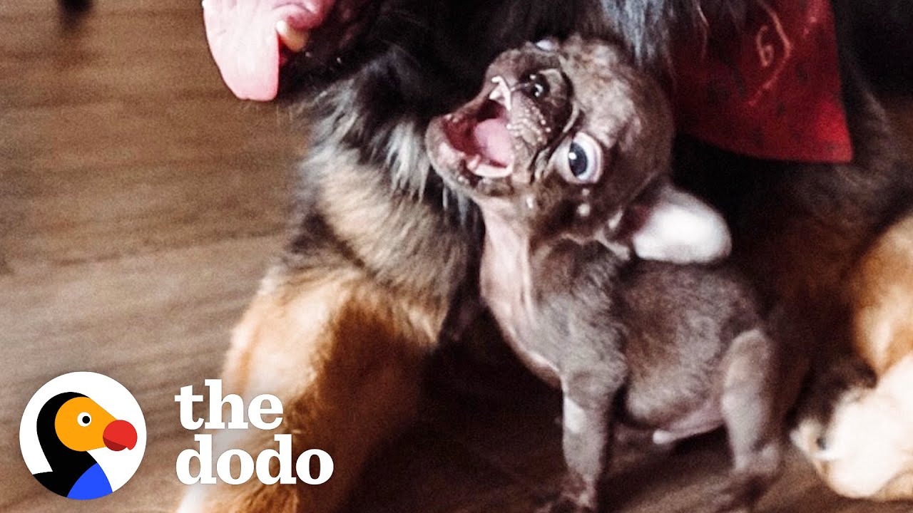 Самый маленький француз-малыш наконец научился так громко лаять | The Dodo