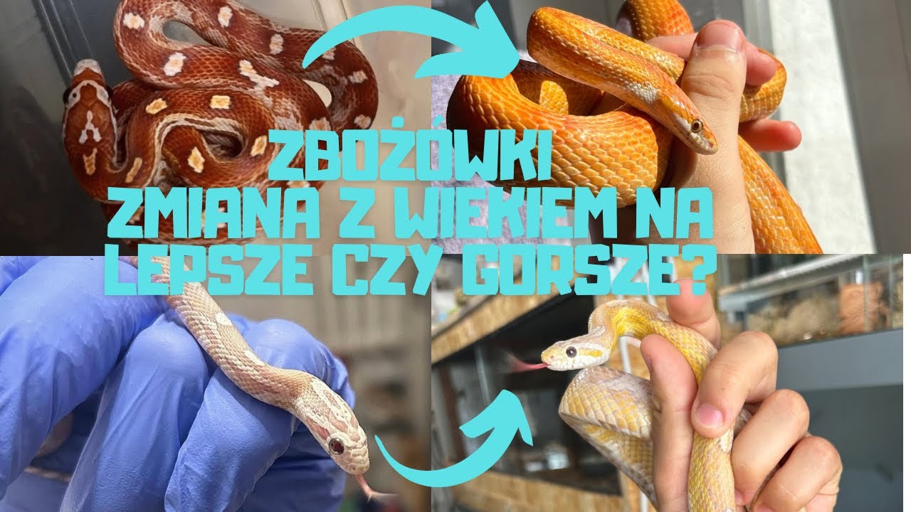 ‼️JAK ZMIENIA SIĘ WĄŻ ZBOŻOWY Z WIEKIEM ⁉️TO TE SAME WĘŻE 😅