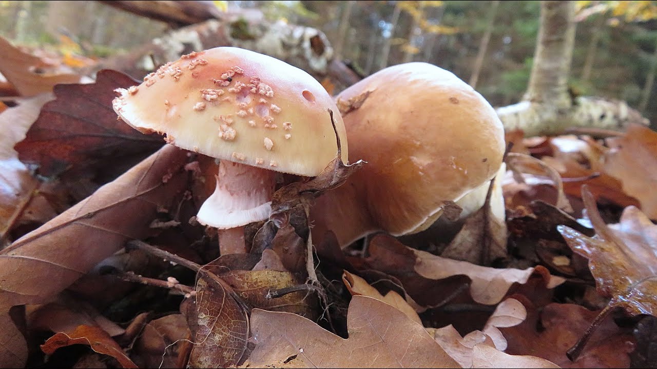 Kleine Pilzvielfalt im Schönbuch - 30.10.2025 - Small variety of mushrooms in the Schönbuch