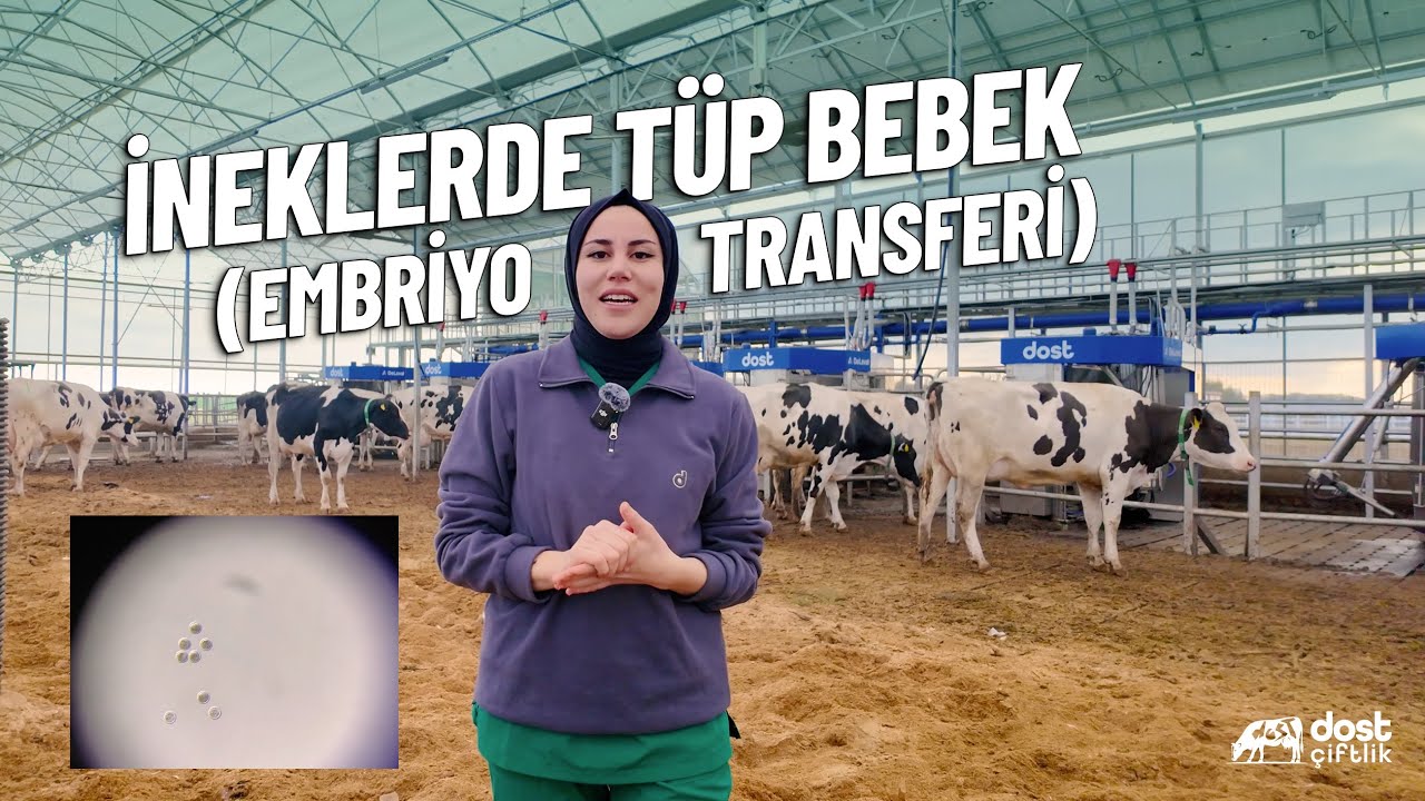 🐄 Dost Çiftlik'te Embriyo Transferi Vlog  🧬