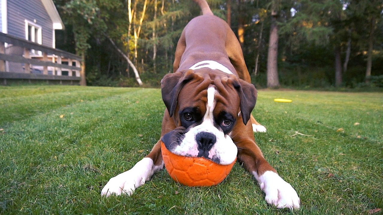 In loving memory of our wonderful boxer Rex ❤