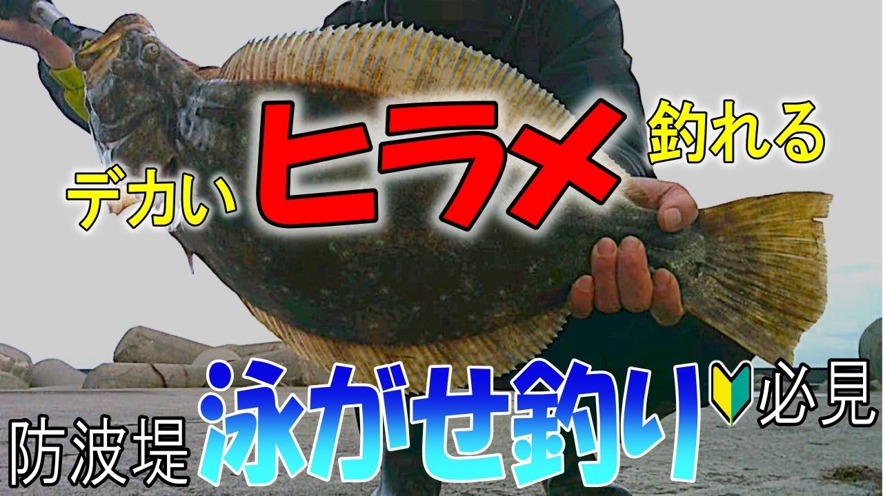 【泳がせ釣り】初心者でも釣れますぜ？現地調達したアジを泳がせて大物を狙う！〈2024年11月下旬〉