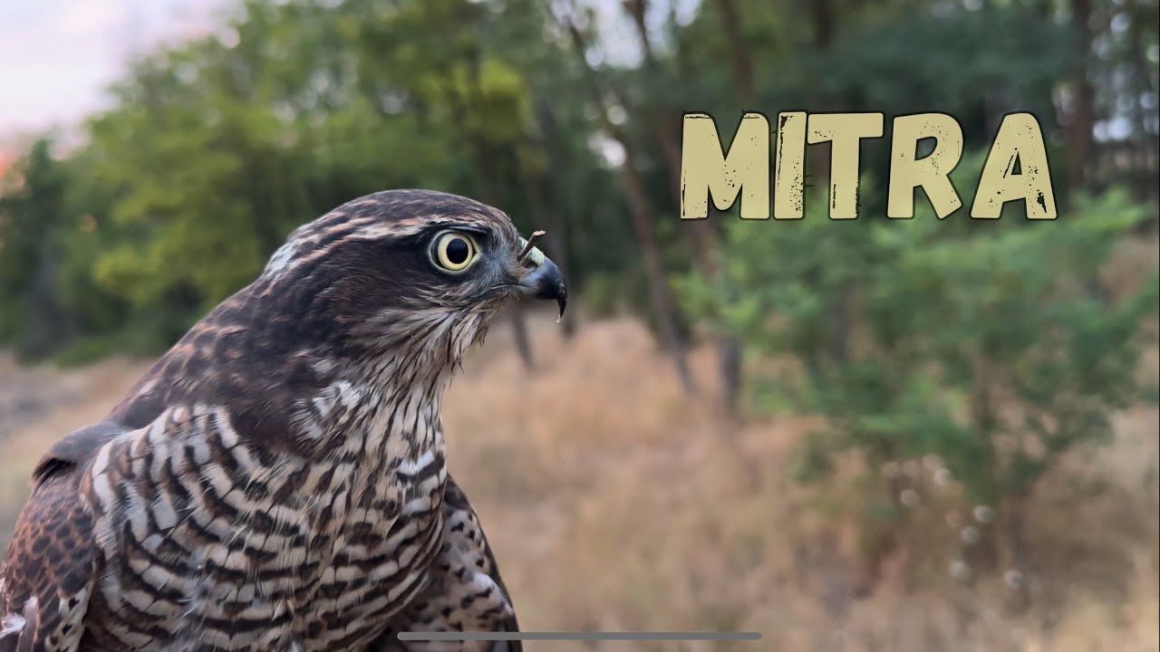 FALCONRY - &ldquo;A little bit of Sparrowhawk experience&rdquo;