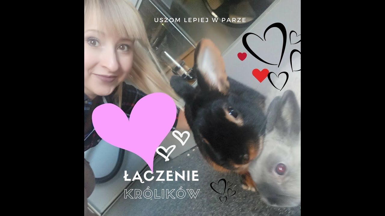 Łączenie / zaprzyjaźnianie królików - uszom lepiej w parze