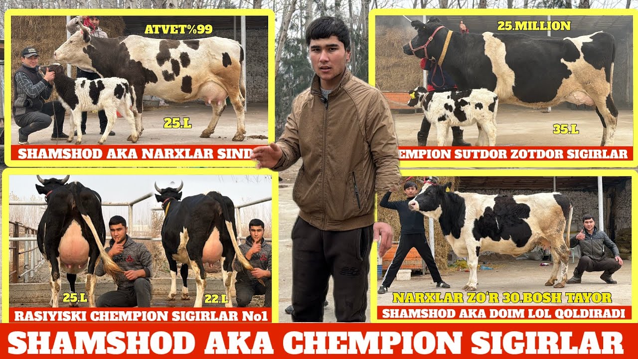 SHAMSHOD ABI JANGDA 24.MILLION 6.BOSH TAYOR ONA BOLA SIGIRLAR NARXLAR SINDI