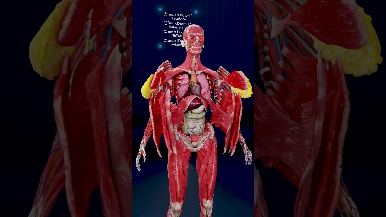 Inside Her Body | The Female Anatomy in 3D ♀️