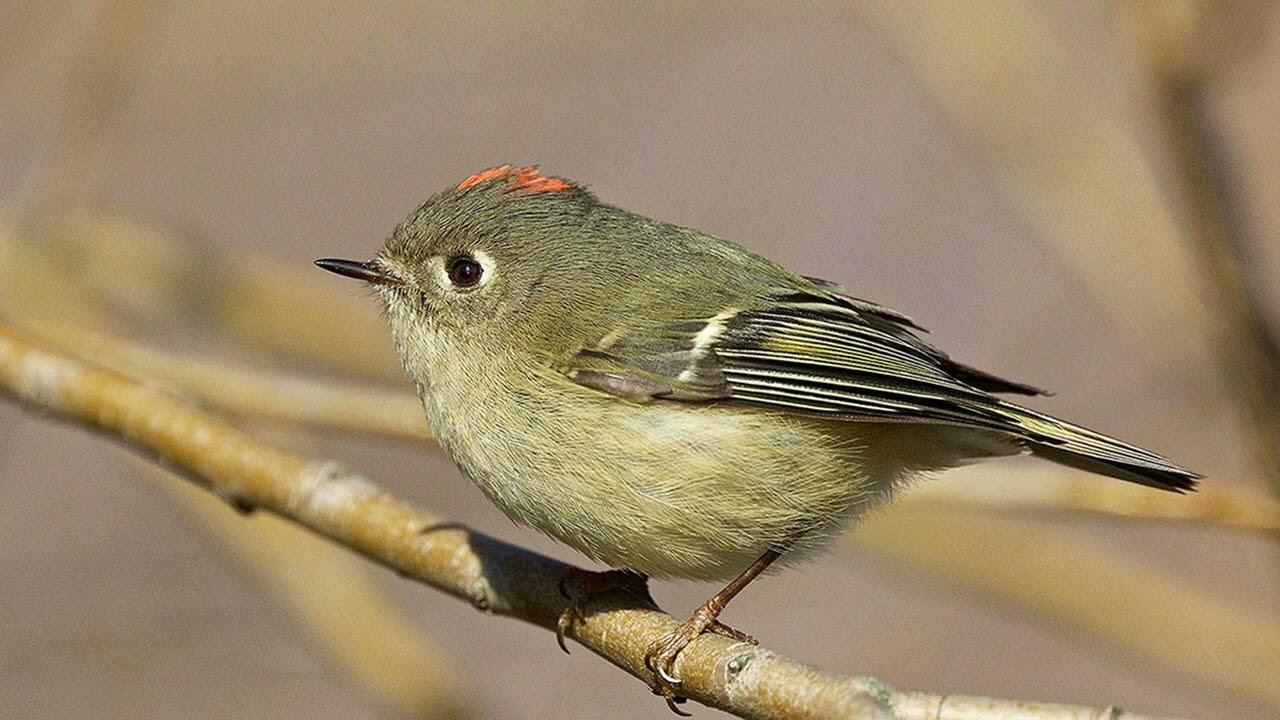 Sounds Of Nature - Ruby-crowned Kinglet - Bird Sounds
