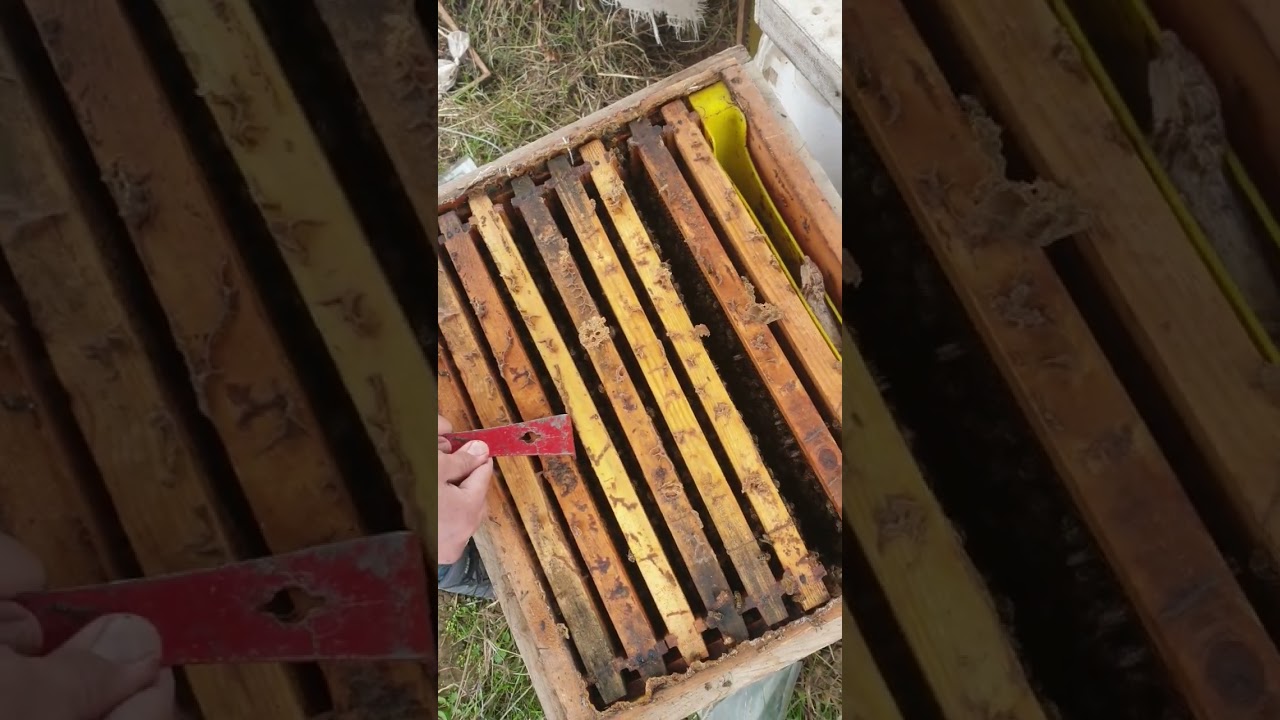 النحل البلدي ومقاومته لكل الظروف البيئية.
