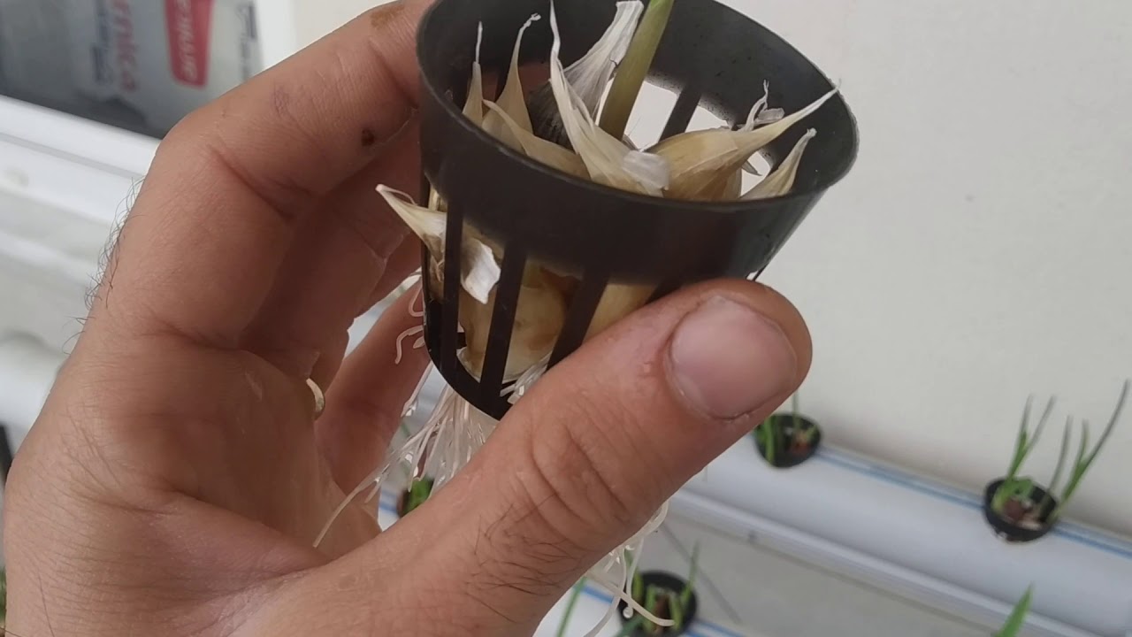 Kurusunun kilosu 50tl suda yetişiyor. topraksız tarımda sarımsak yetiştiriciliği.