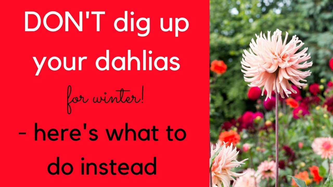 DON'T dig up your dahlias this winter - here's what to do instead