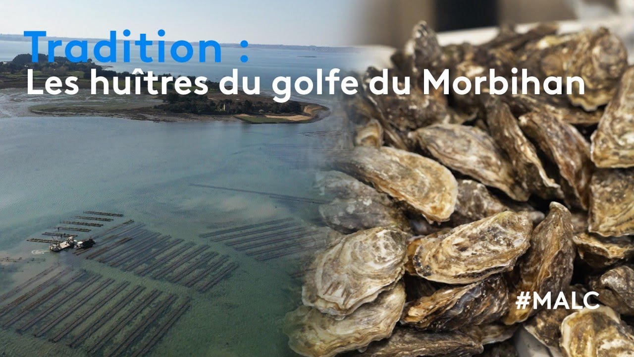 Tradition : les huîtres du golfe du Morbihan