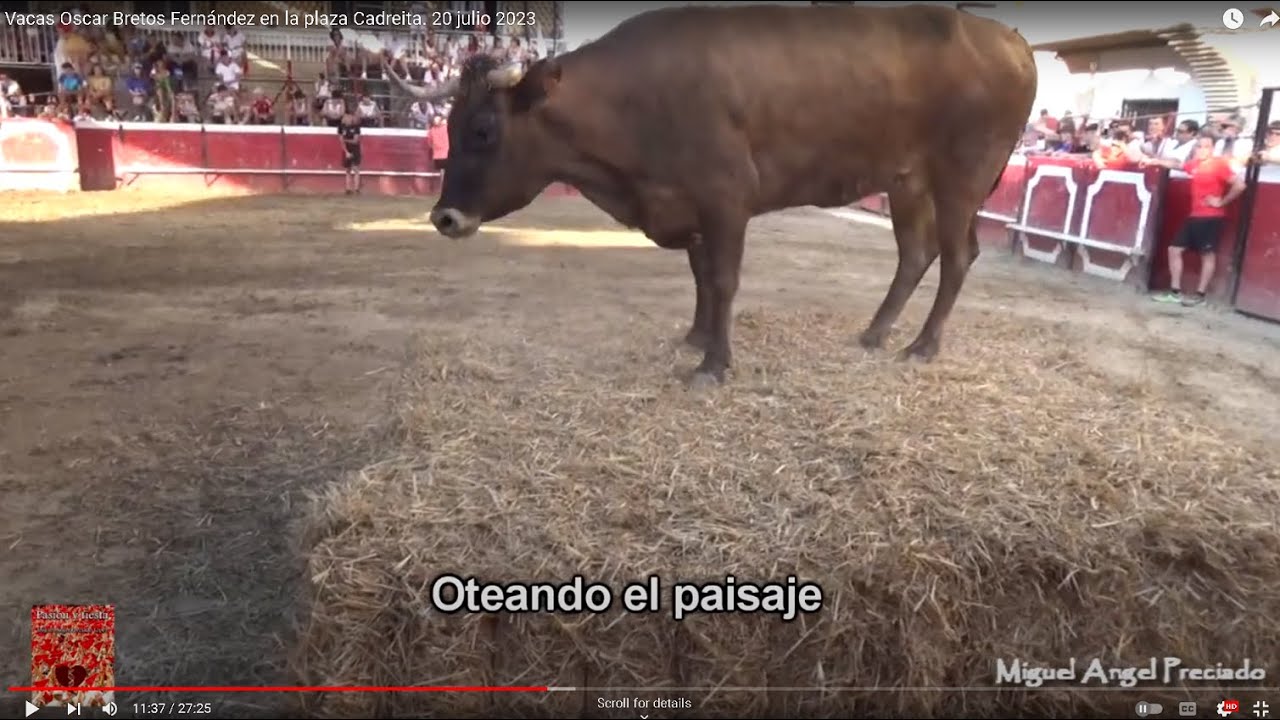 Vacas Oscar Bretos Fern&aacute;ndez en la plaza Cadreita. 20 julio 2023